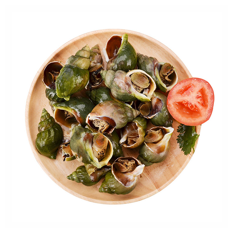 海买加拿大翡翠螺350g海螺海鲜水产